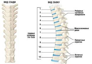 cervical dureri de spate